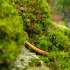 Deep Garden: click to view video